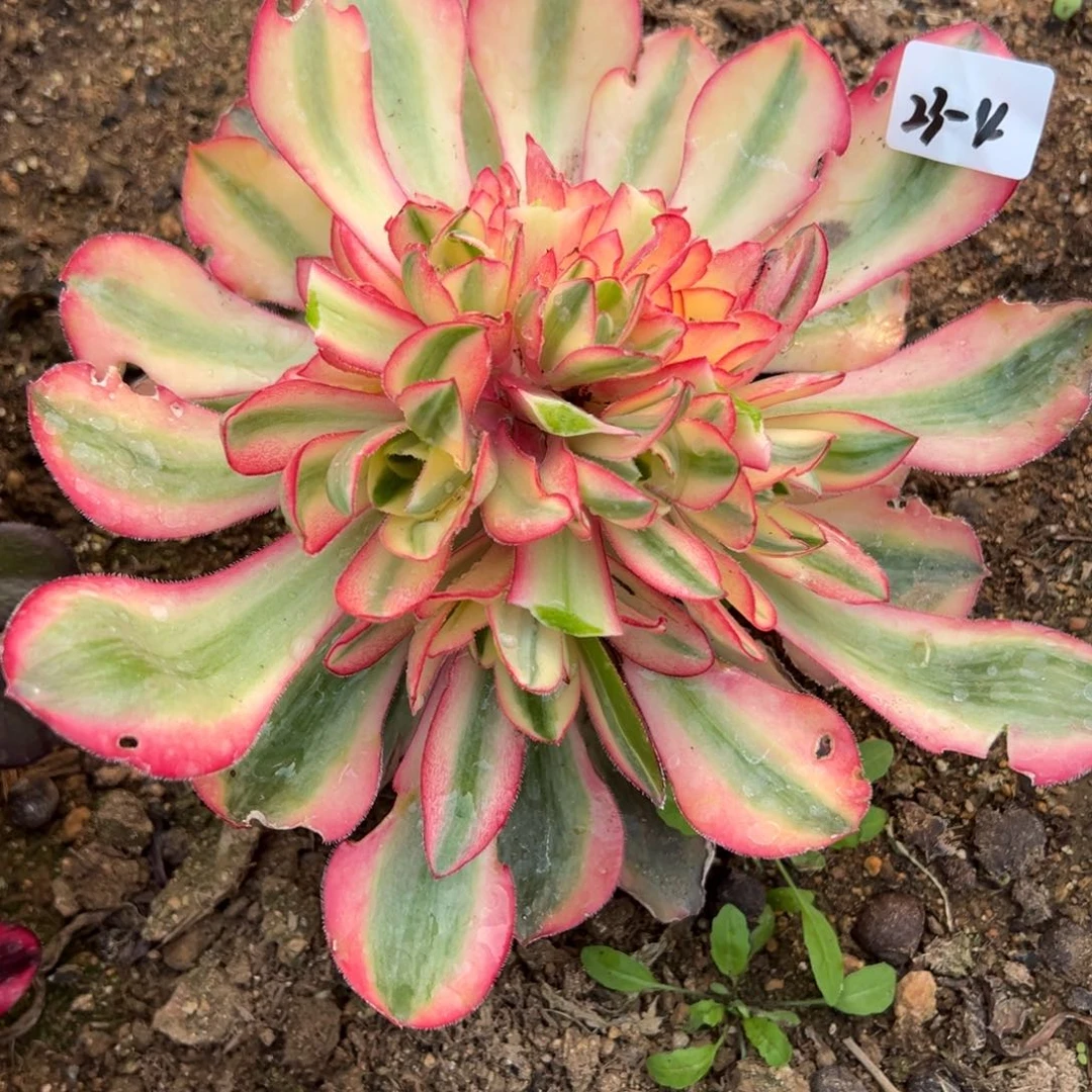 4爱丽丝多肉多肉植物山东