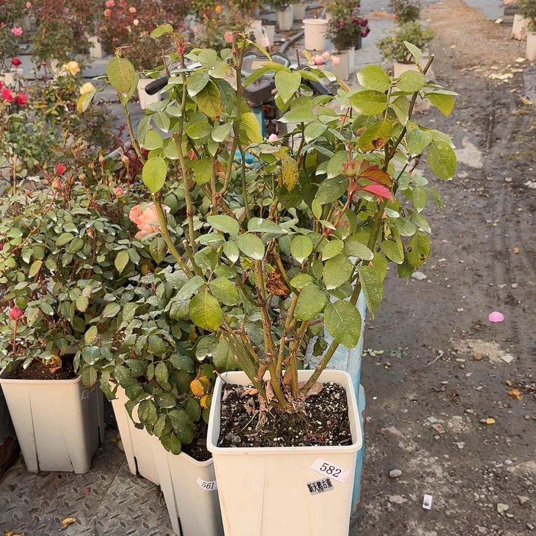 当前无花朵，栽培后可花朵582