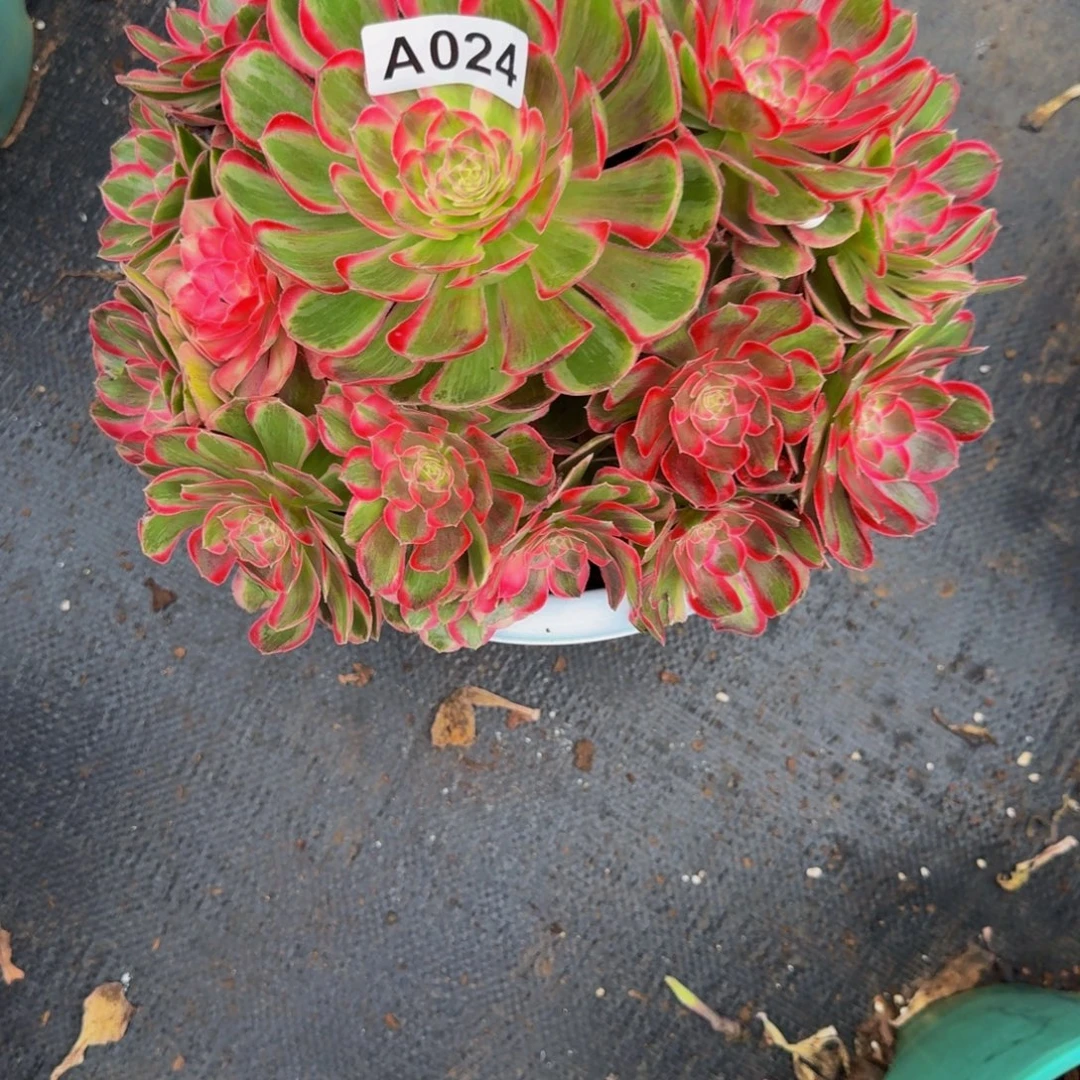 小***撞024多肉植物法师寄养