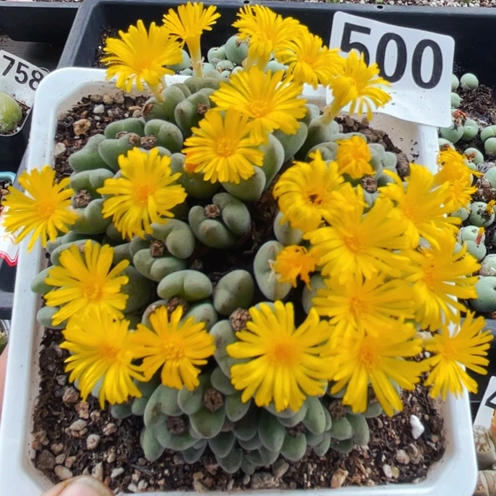 500大群口迪带盆lllll