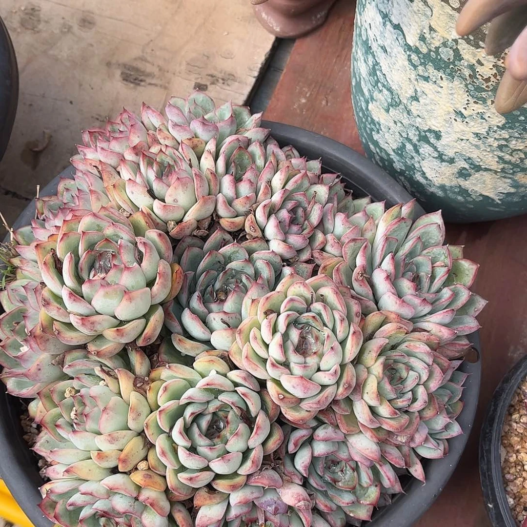 八*多肉植物组合