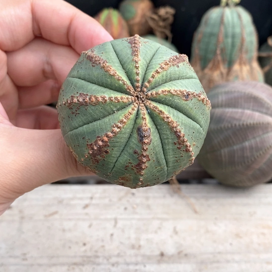 10 欧系实生布纹球多肉植物