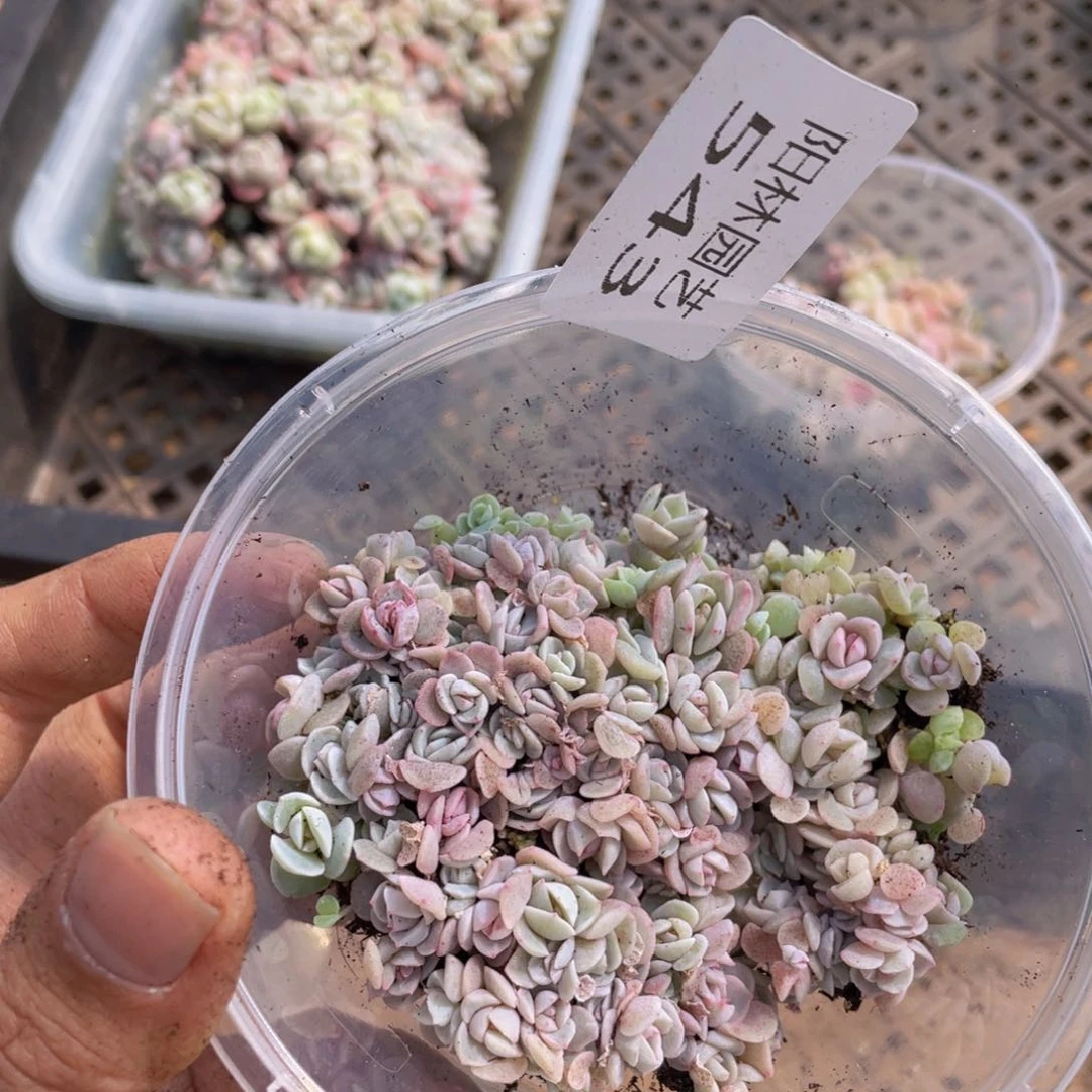 量拍多肉植物多肉植物543