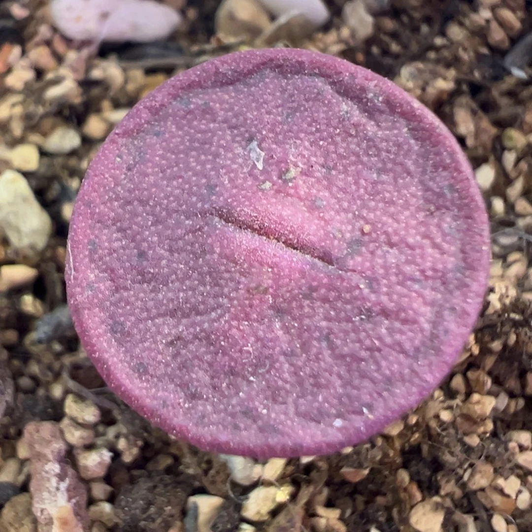 金币金币 肉锥植物