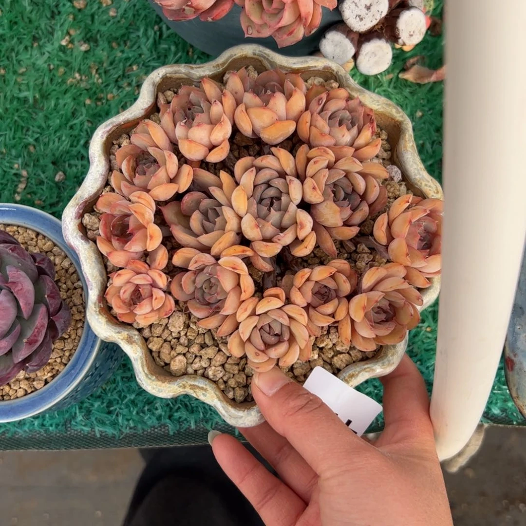 戴*415 多肉植物组合盆栽