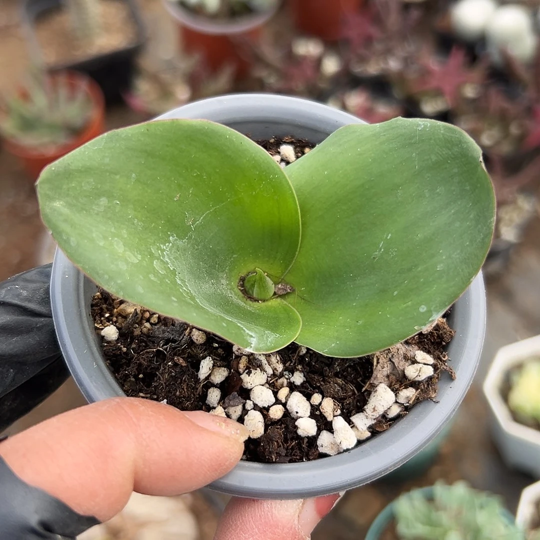 多肉植物艳镜开花