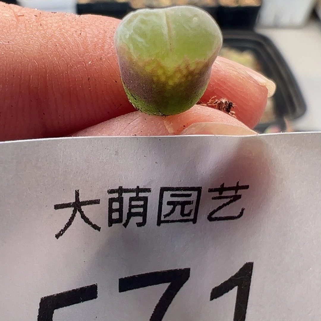 一物一拍。      571