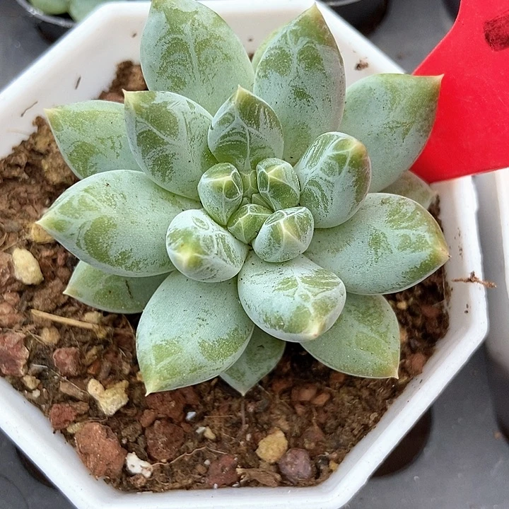 多肉植物伊丽莎白美人1746