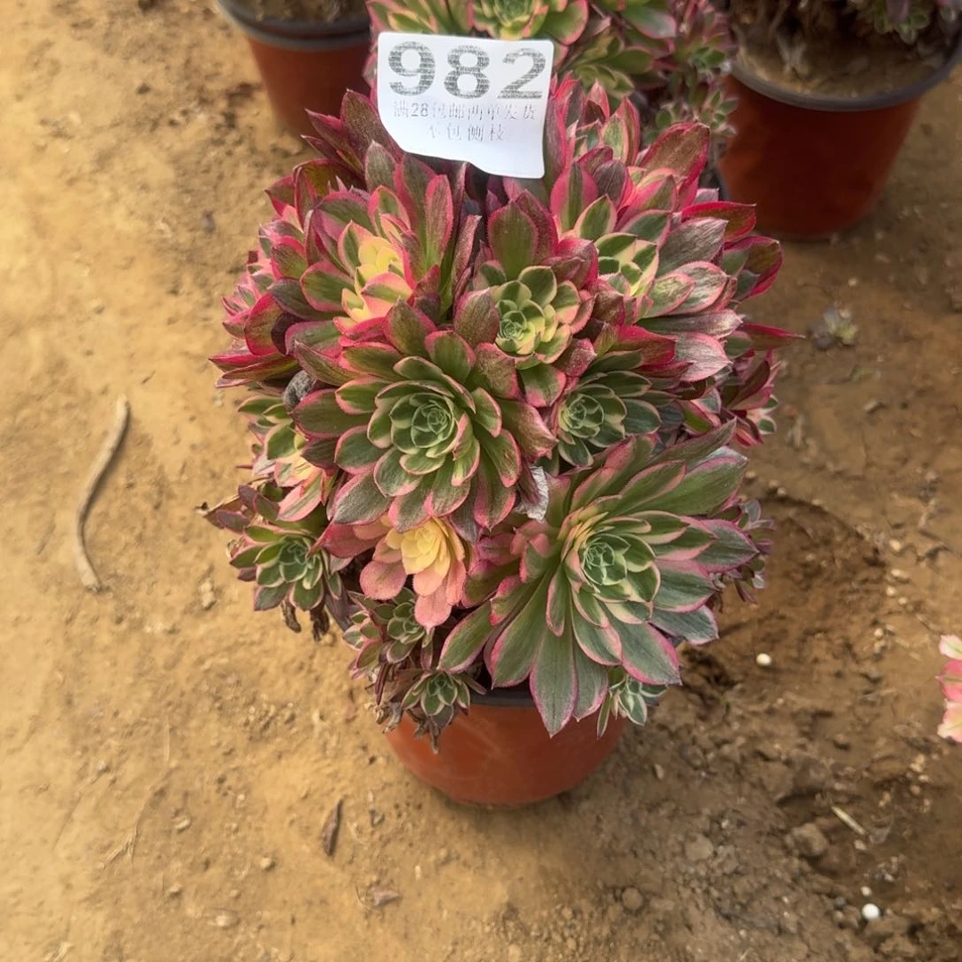 渝*982号海王母本清棚不包损