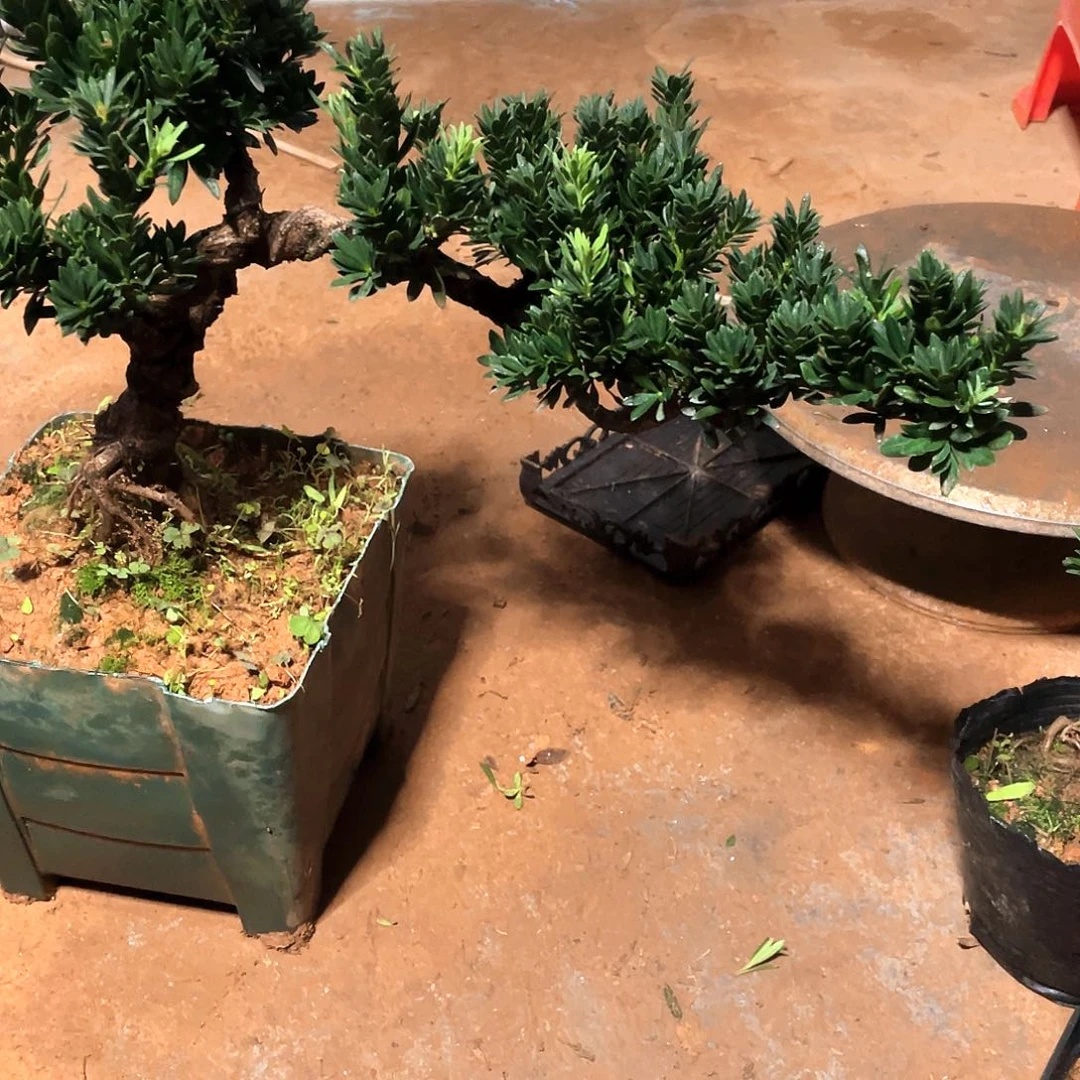 B***天无花朵罗汉松盆景罗汉松