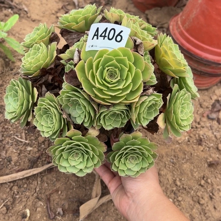 万圣夜多肉植物406.