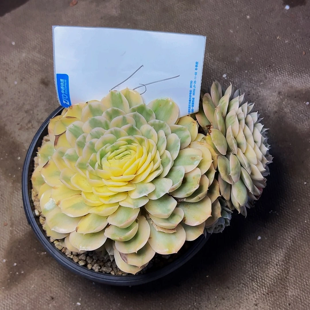 ****陌16号一物一拍脱土包邮