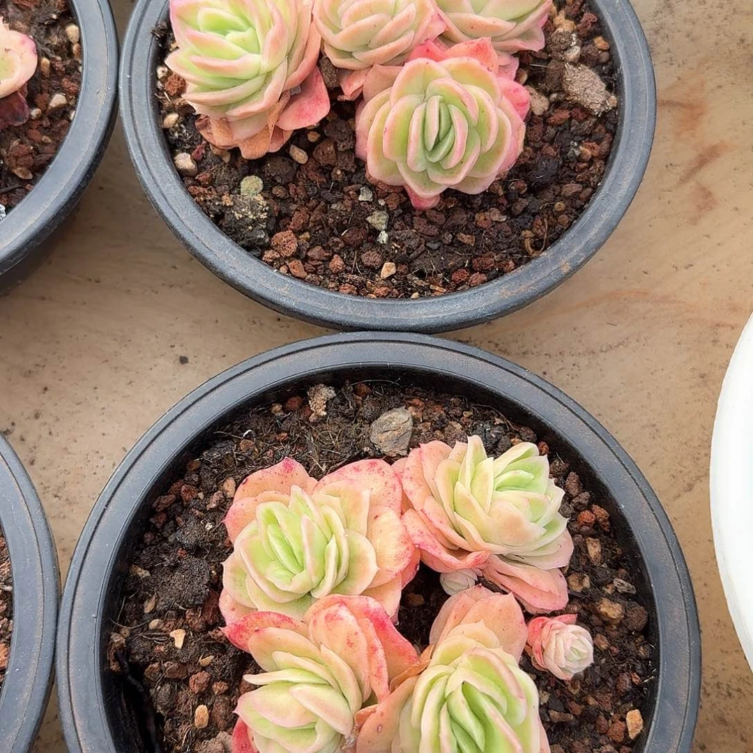 冰玫瑰锦多肉。