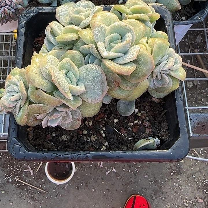 青蛙王子儿童牙膏套装11