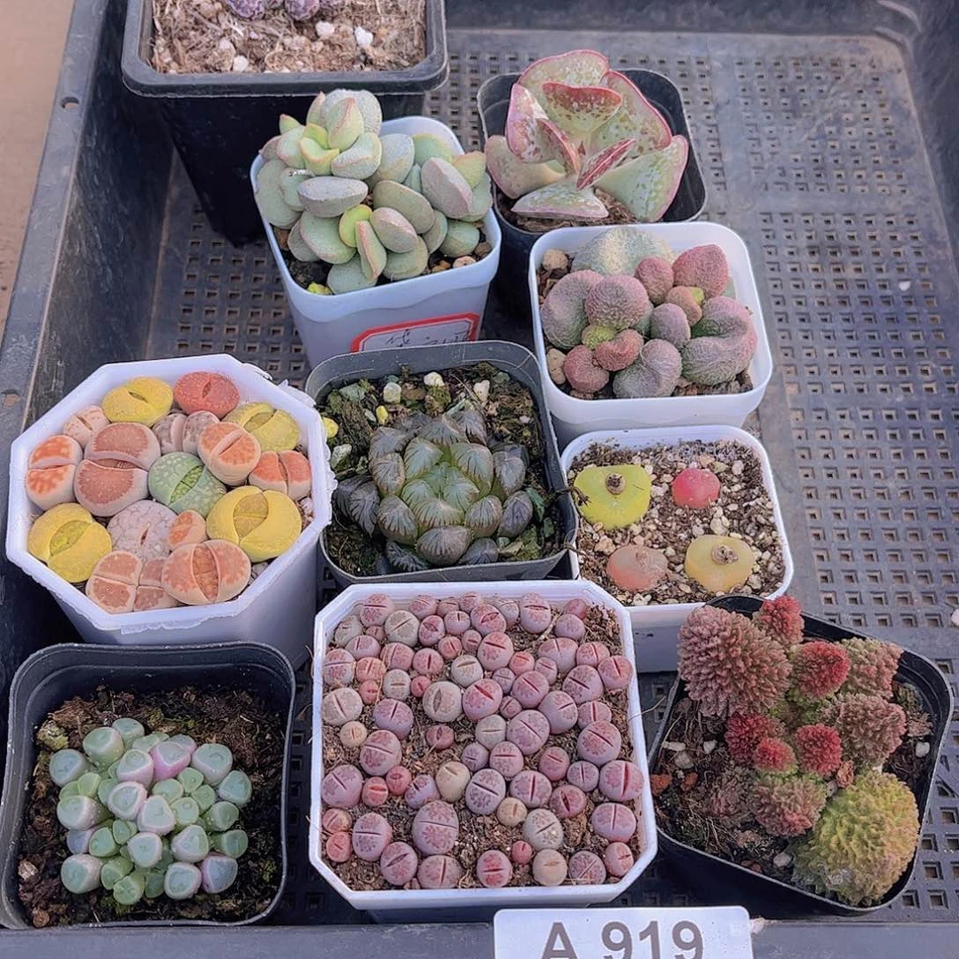 多肉919多肉植物