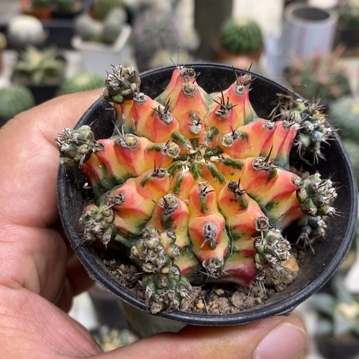 实生花蝴蝶牡丹锦特价