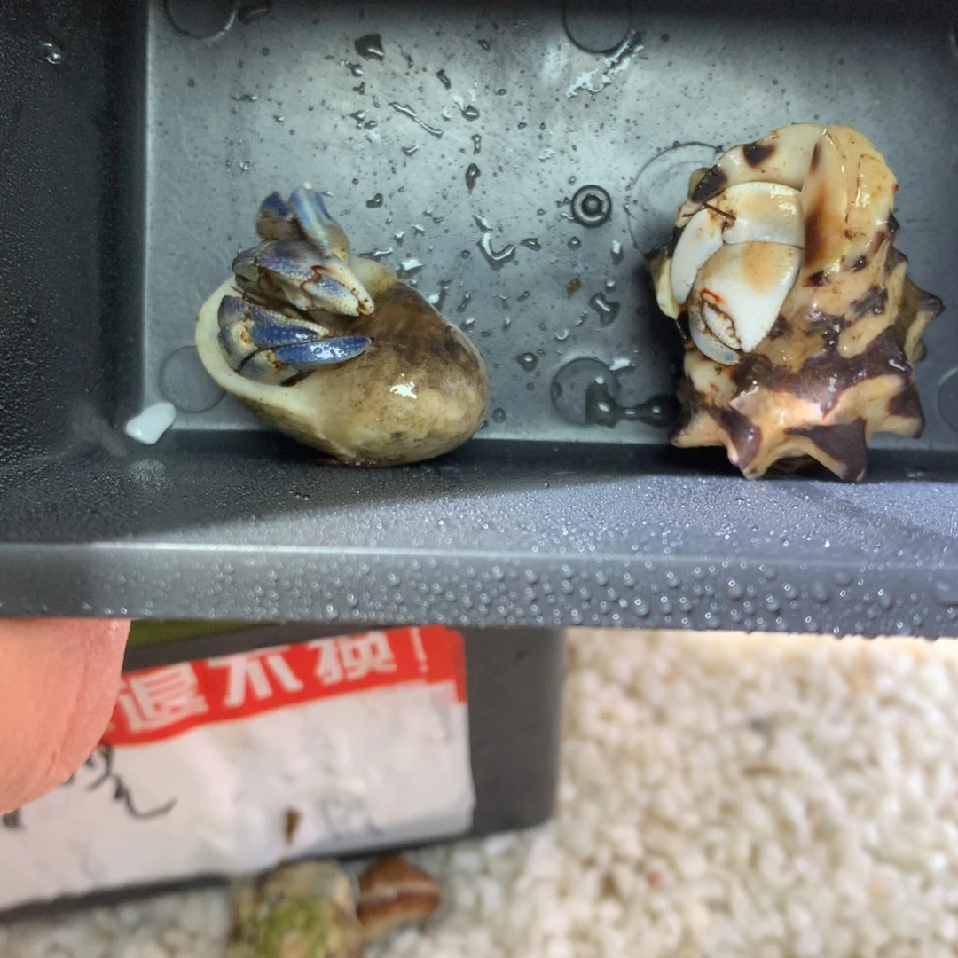 鱼****2只不退不换，秒拍秒付
