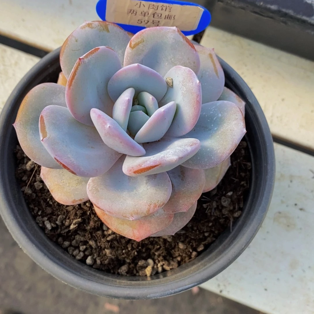 59-精品母本老桩奶茶单头一个