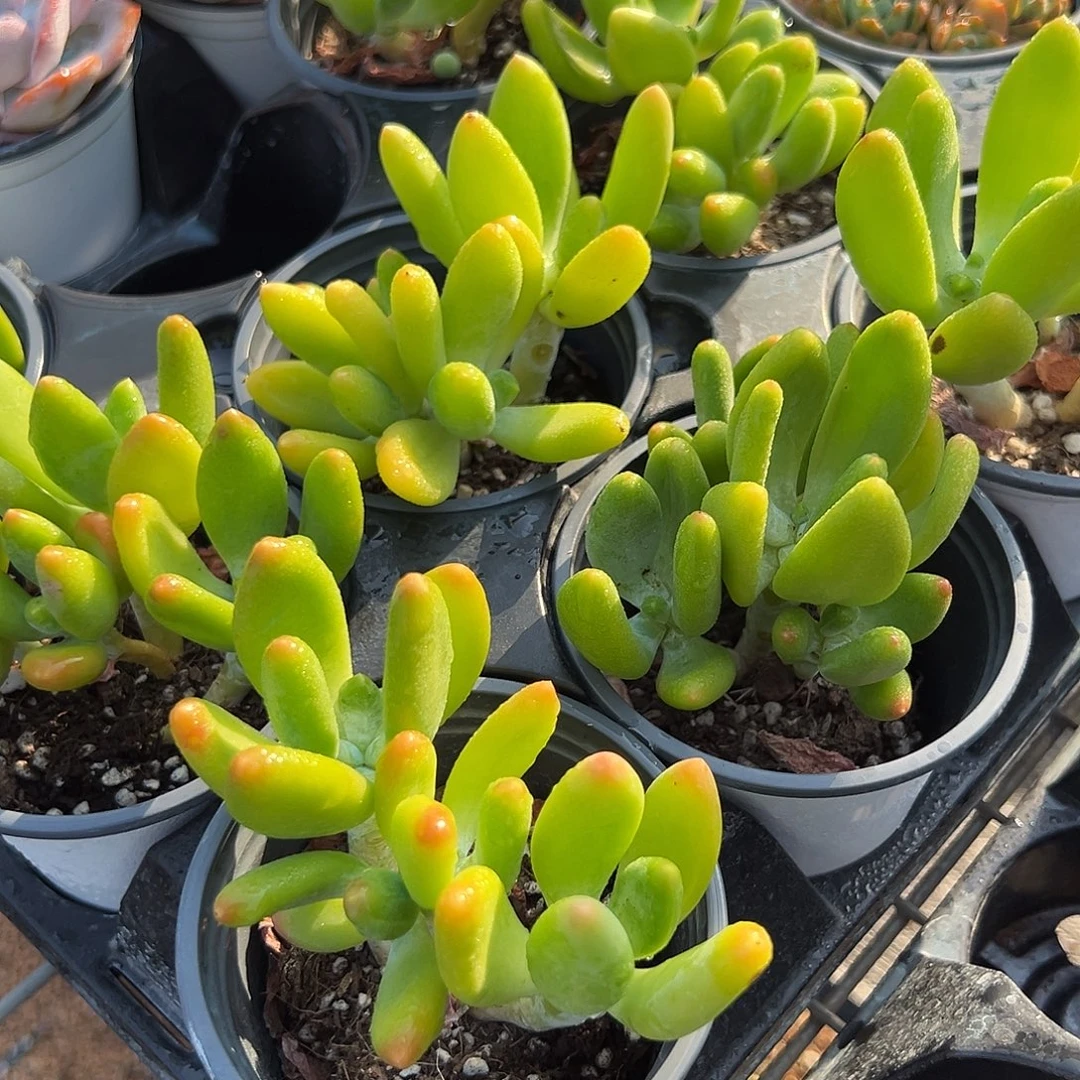 轻轻松松就能得到一颗芒果奶