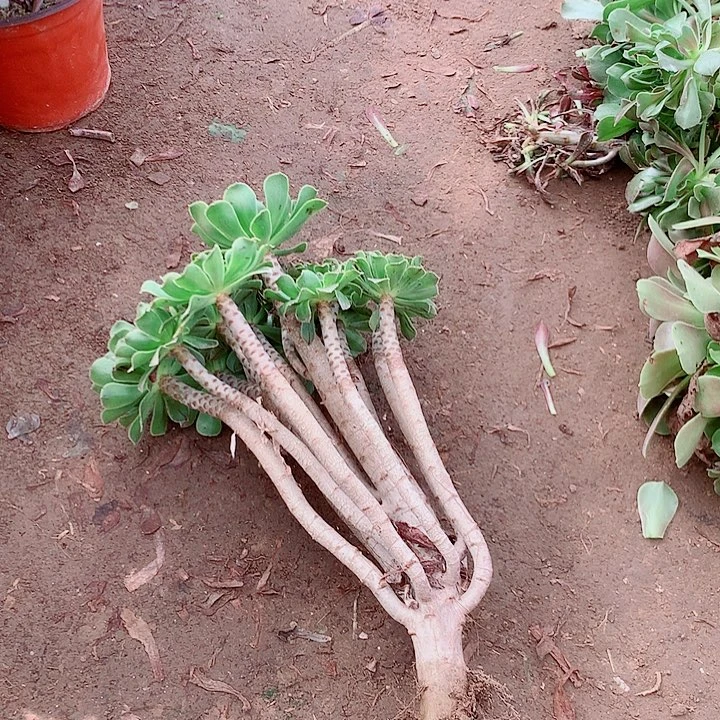 彩***茶原始绿多肉植物法师22