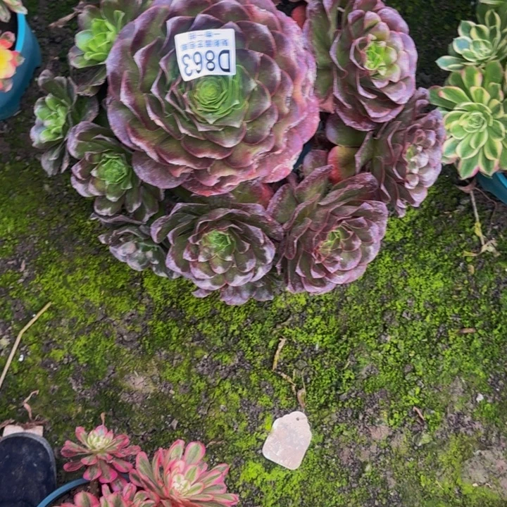 梅金花25-20包邮花花