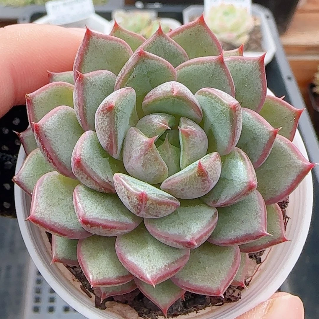 多肉0917--100粉和锦