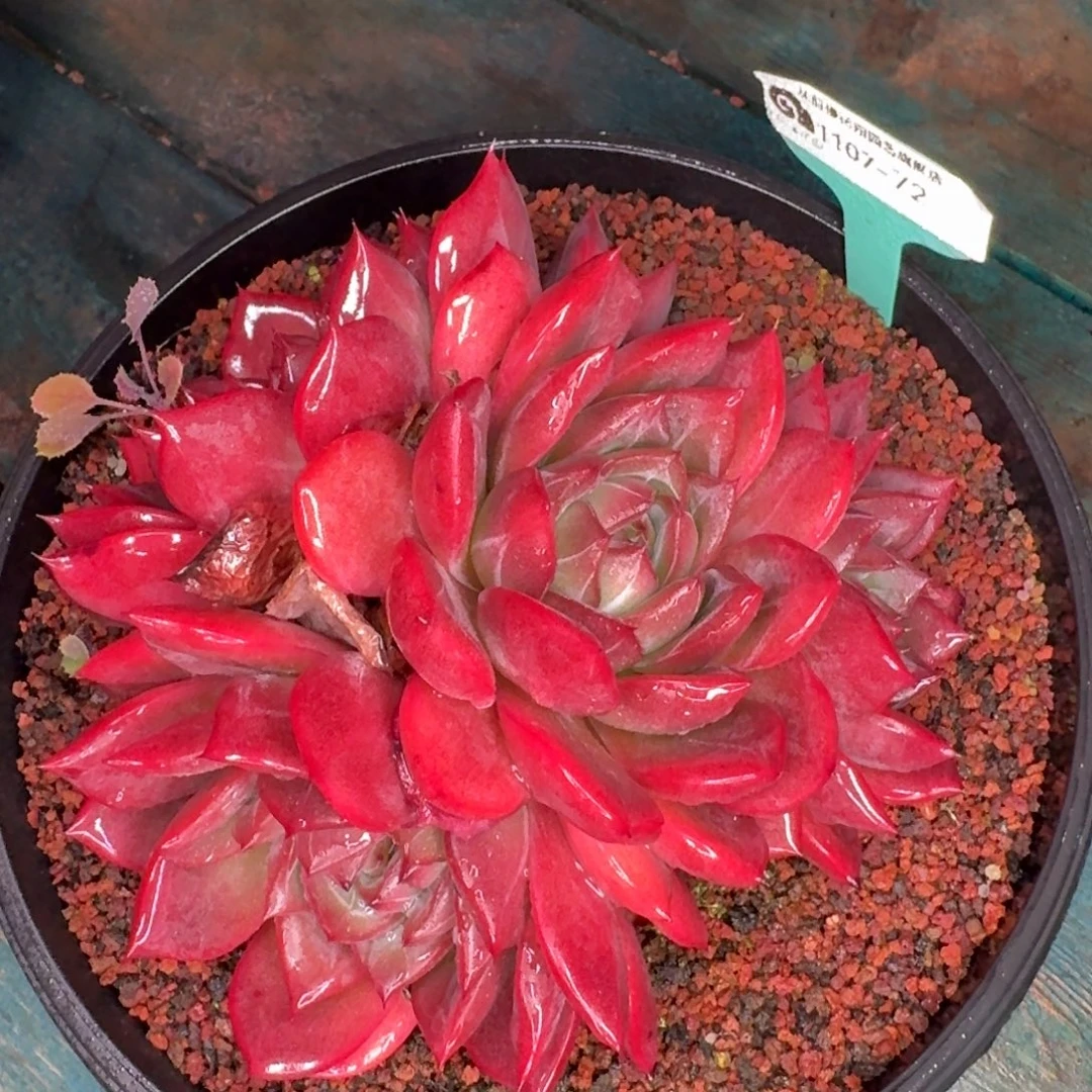 从前慢花园东云1107-72