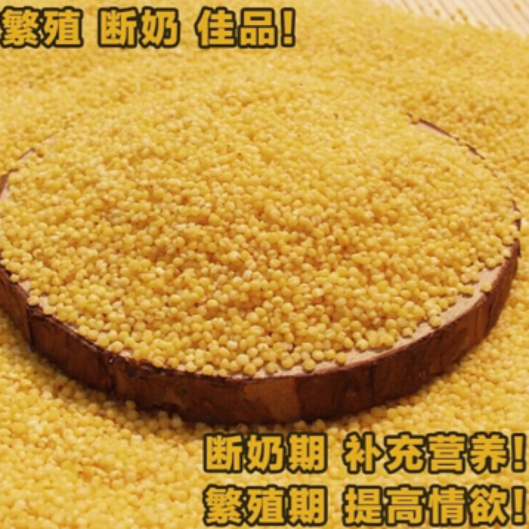 鹦鹉蛋小米断奶期专用营养蛋黄米促进发情繁殖虎皮牡丹玄凤小太阳