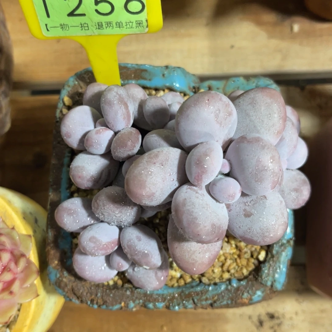 云尘多肉一物一拍1256不含盆，