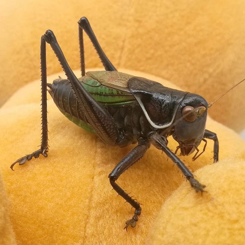 精品铁皮大蝈蝈包叫包活