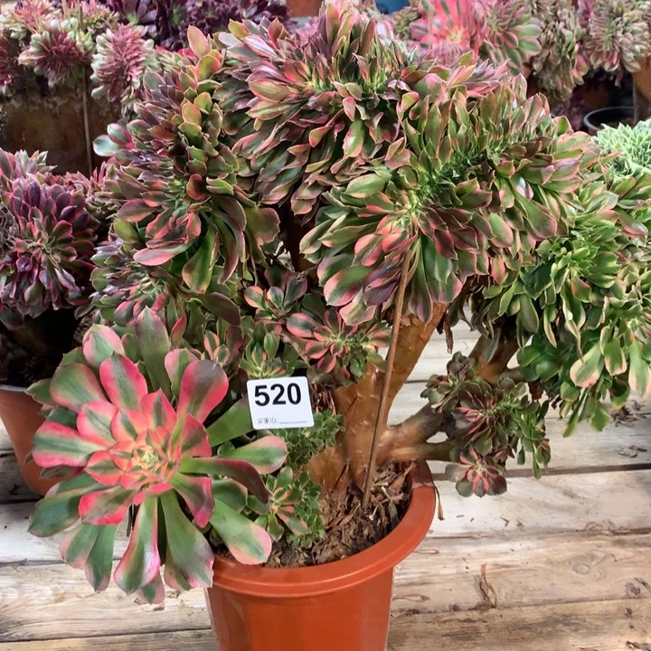 520香妃缀多肉法师