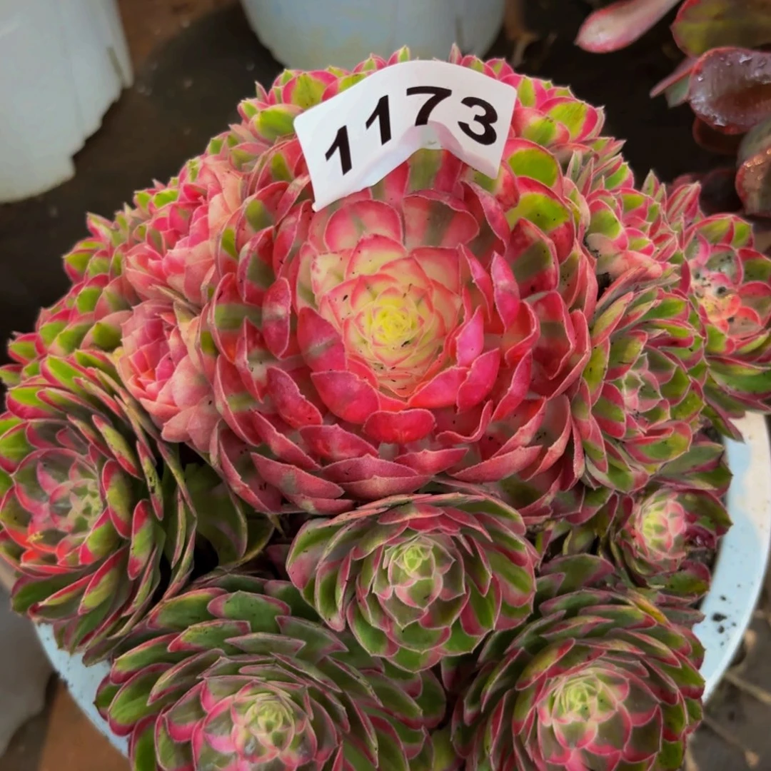 1173多肉植物孔雀翎
