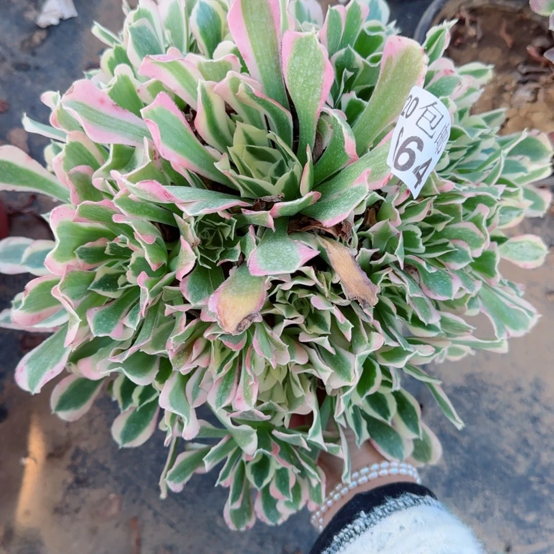 雨花石664满20包邮断枝不包