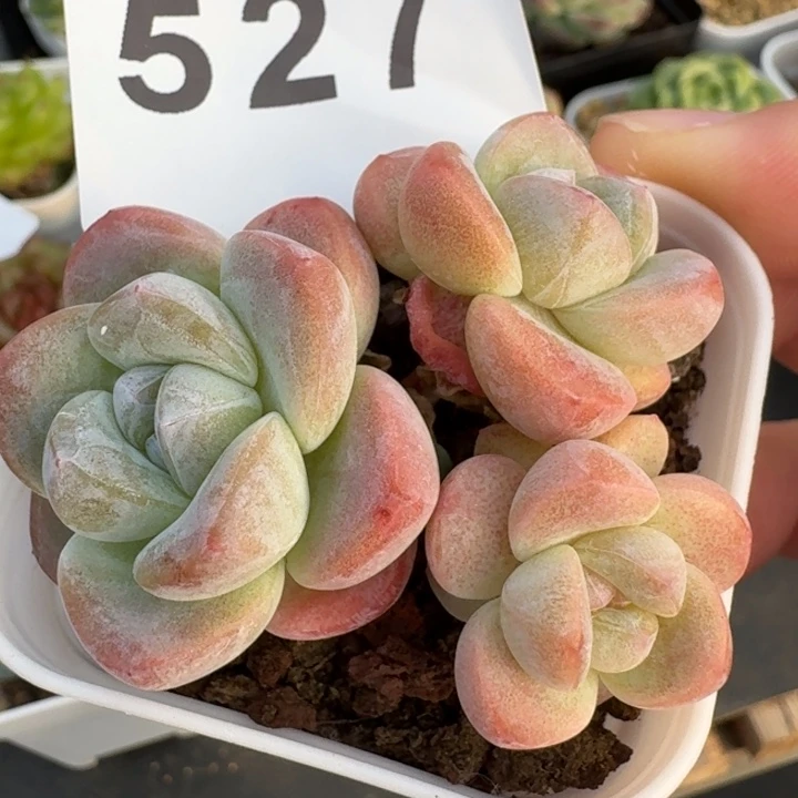 糖心冰玉            多肉植物