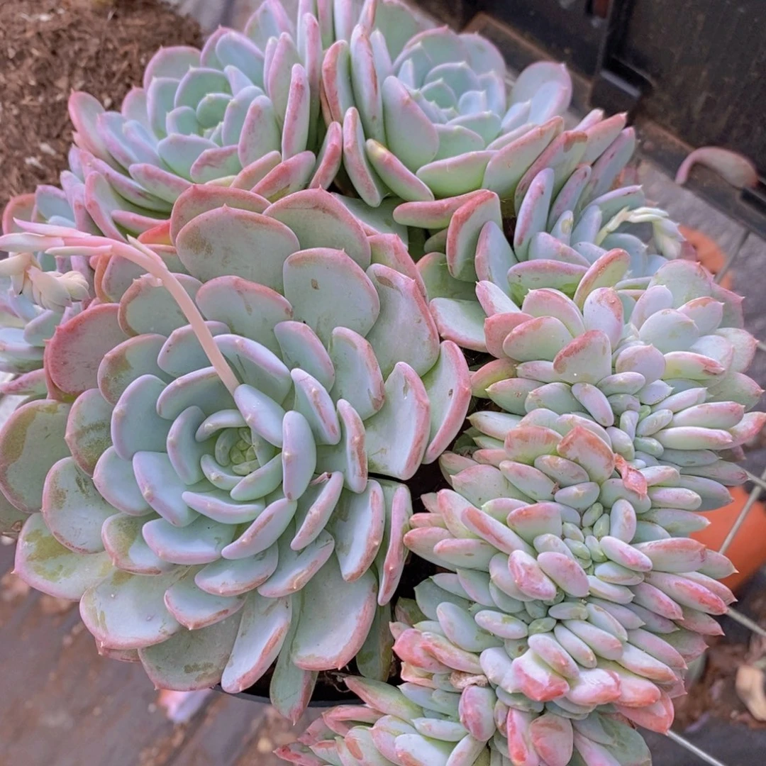 玛瑙缀多头大盆群