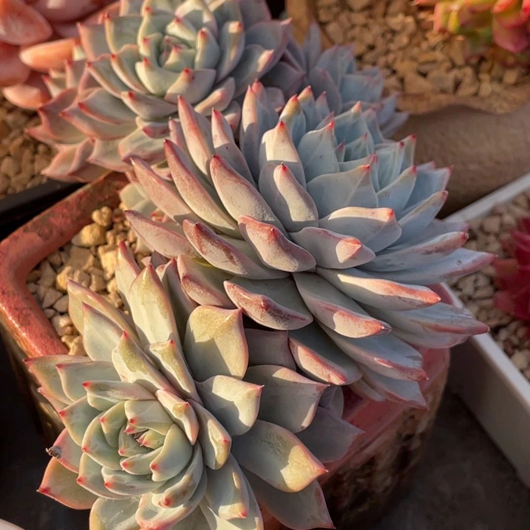 粉蓝鸟老桩群生有砍