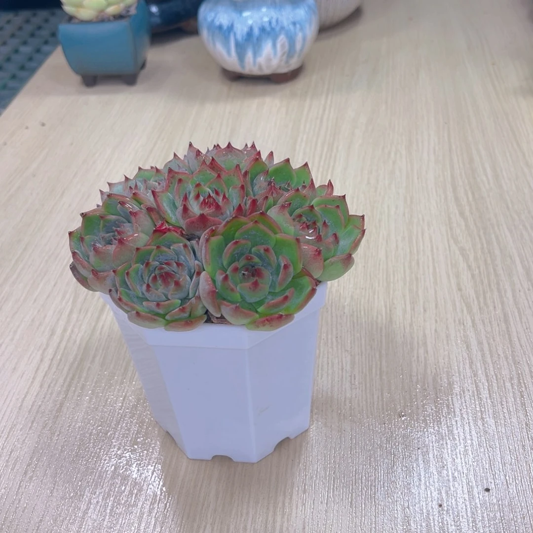 水蜜桃八颗送八角盆土