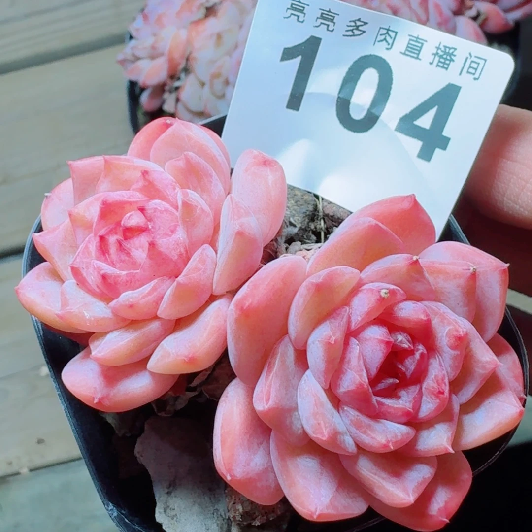 冰糖雪梨      愿你一路坦途，乘风破浪展宏图