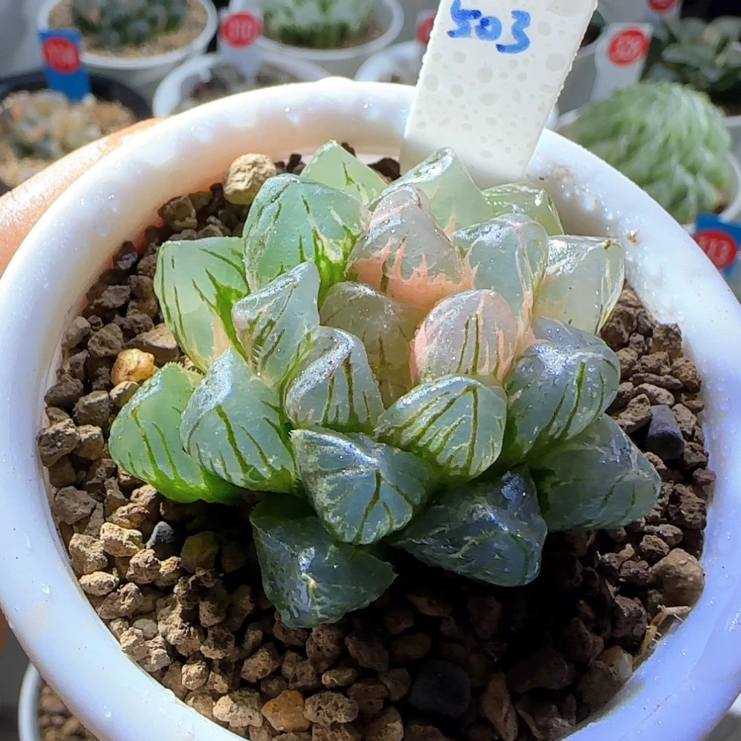 503号OM玉露锦一物一拍带盆土