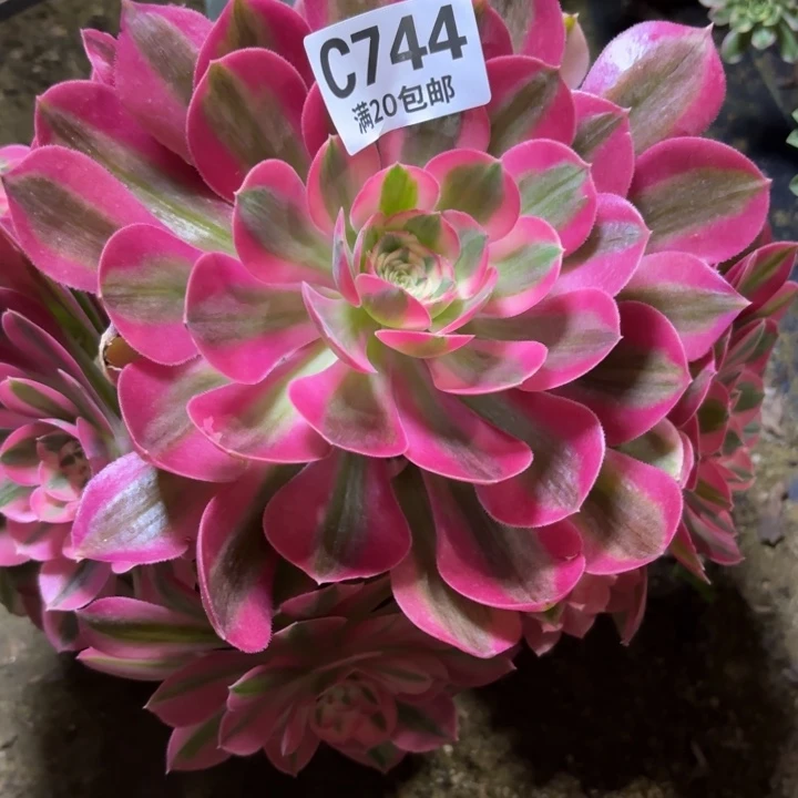 瑞妈一物一拍744