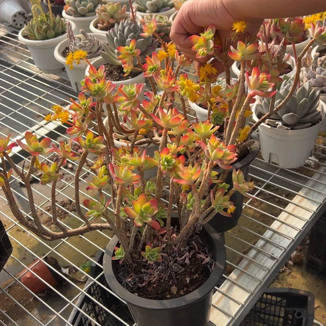 薄化妆飘枝老桩两盆