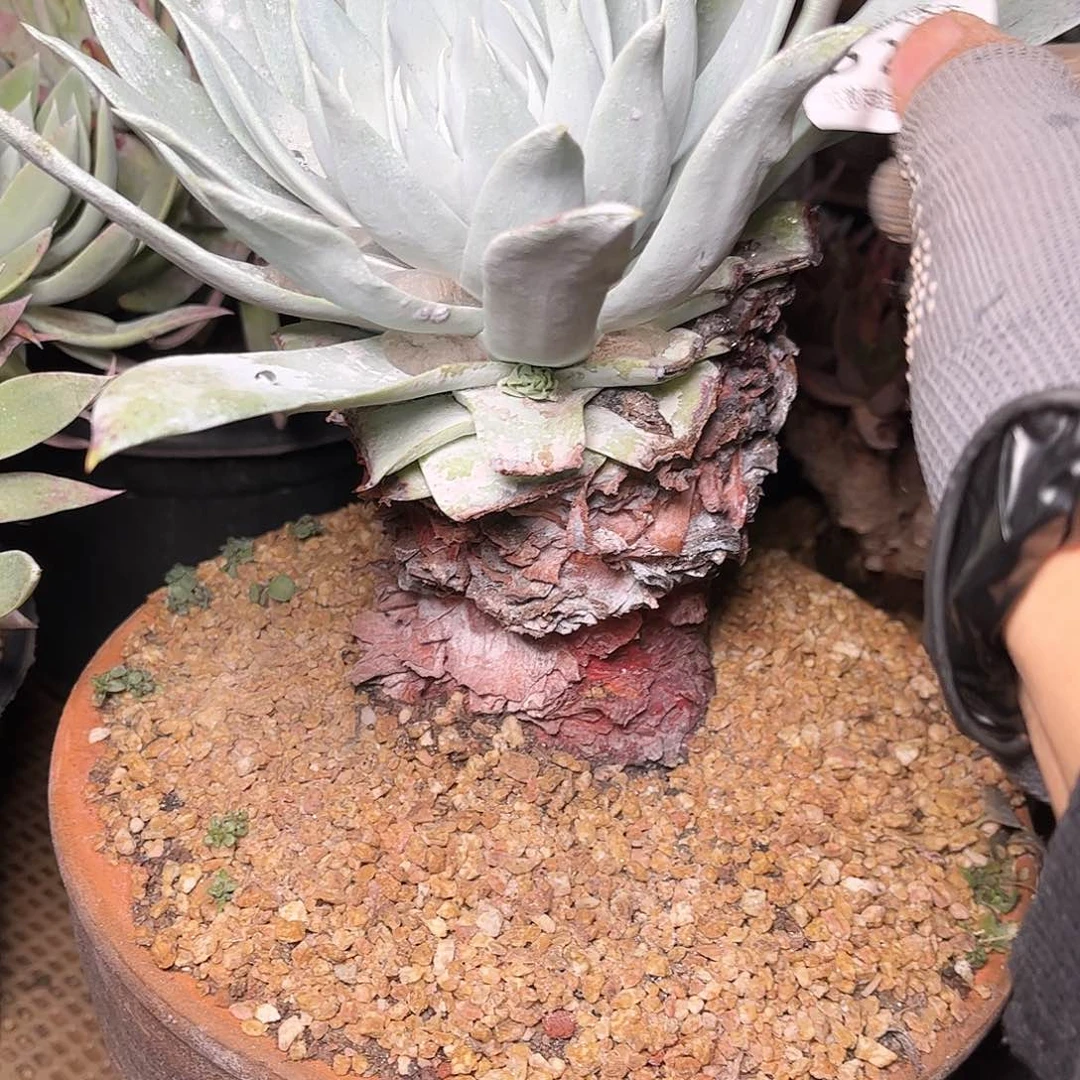 青**水2408雪山仙女杯多肉