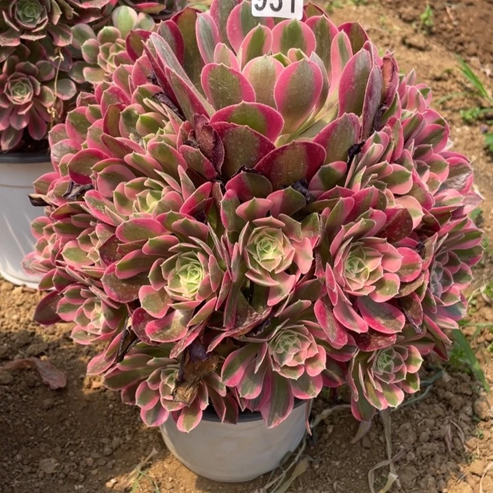 931多肉植物妖月