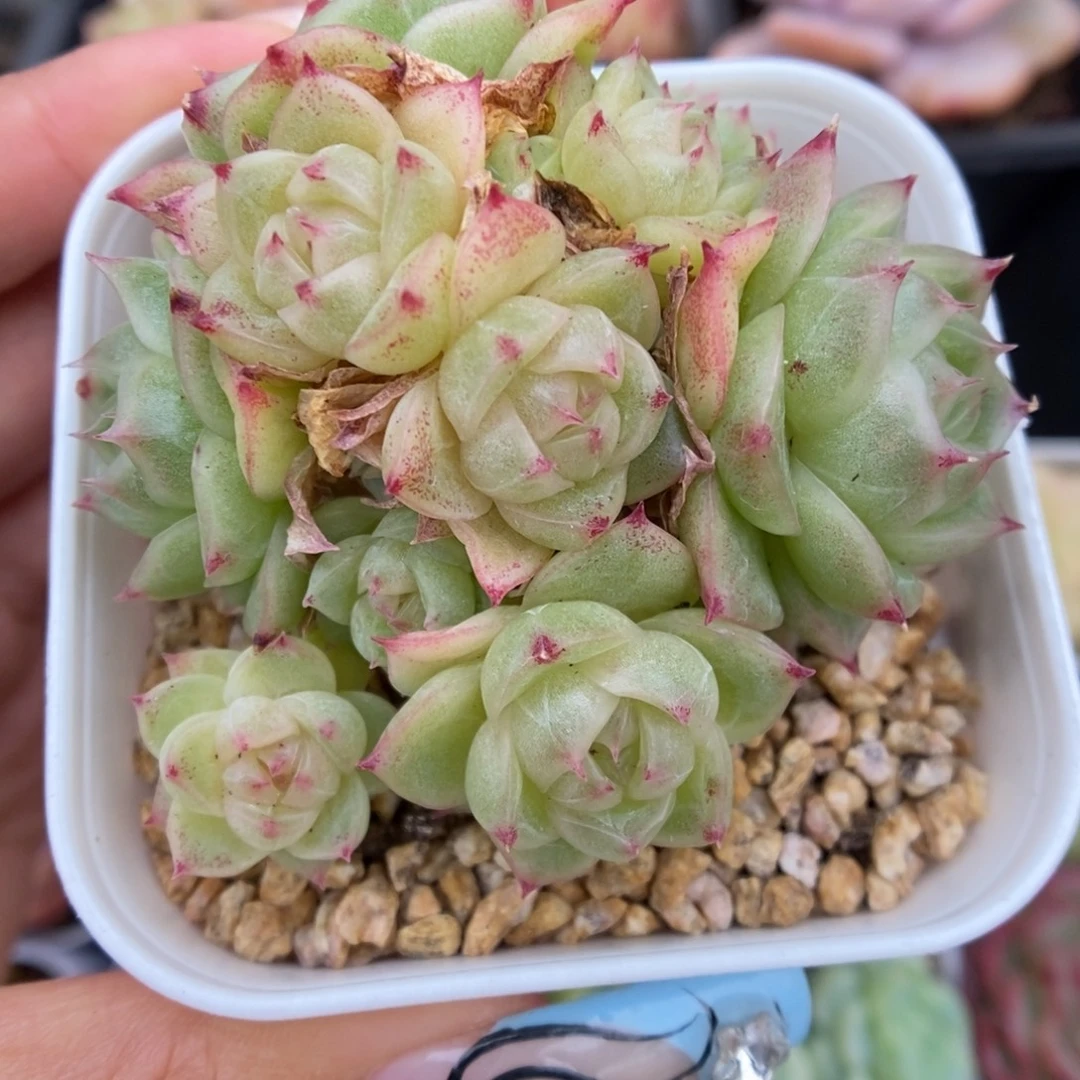 蜜蜡麦秆可拍3979号