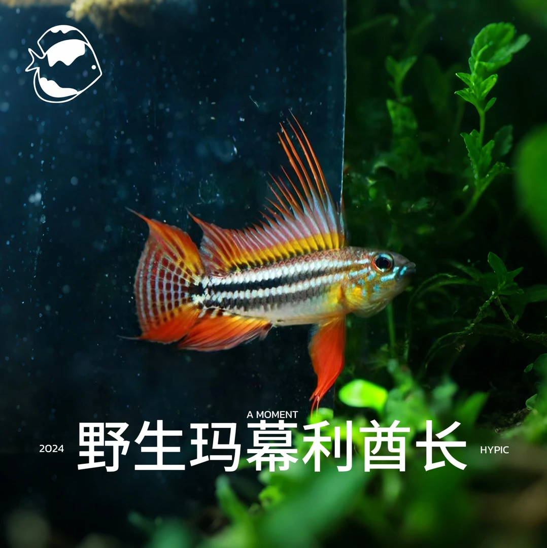 野生玛幕利酋长