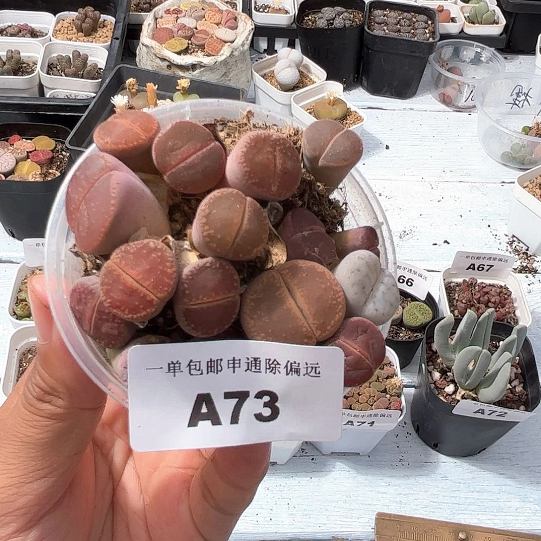 1026–番杏福利a73