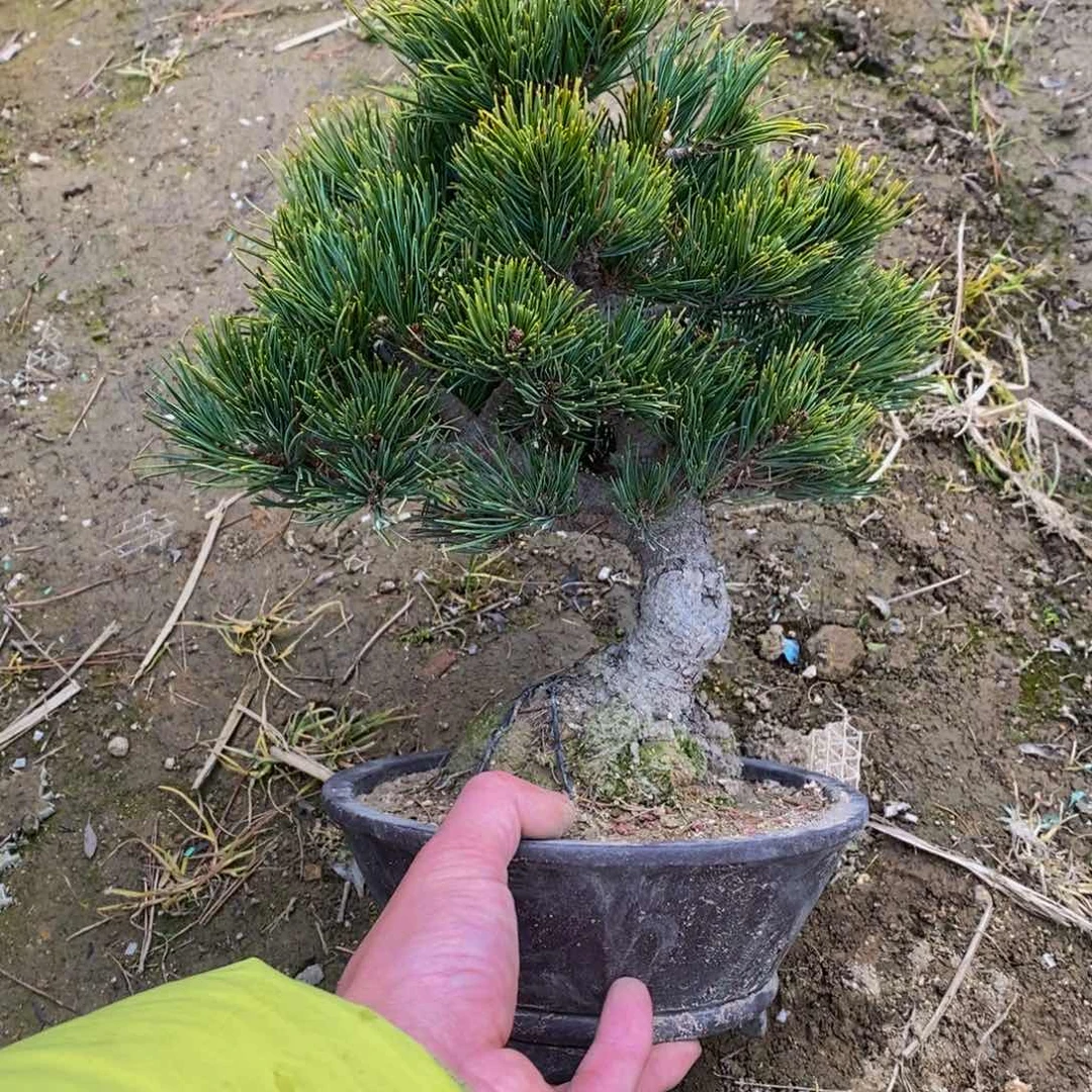【闪购商品】松树盆景郑