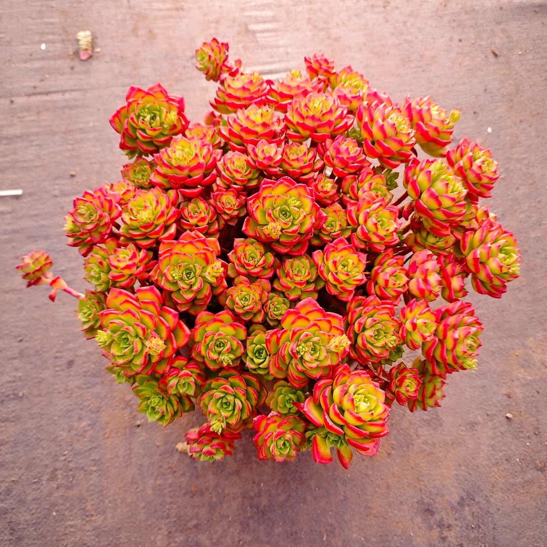 蒂亚280#（28-30cm） 带土球 精品多肉 新手必备好看好养一单包邮