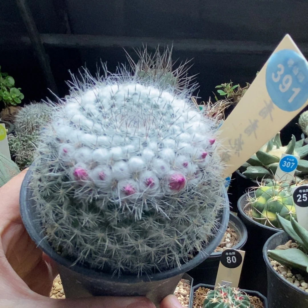 实生雪顶银河7.8cm