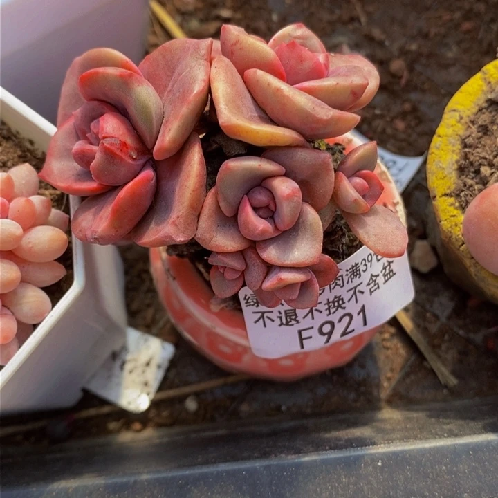 彩虹糖5cm921多肉植物